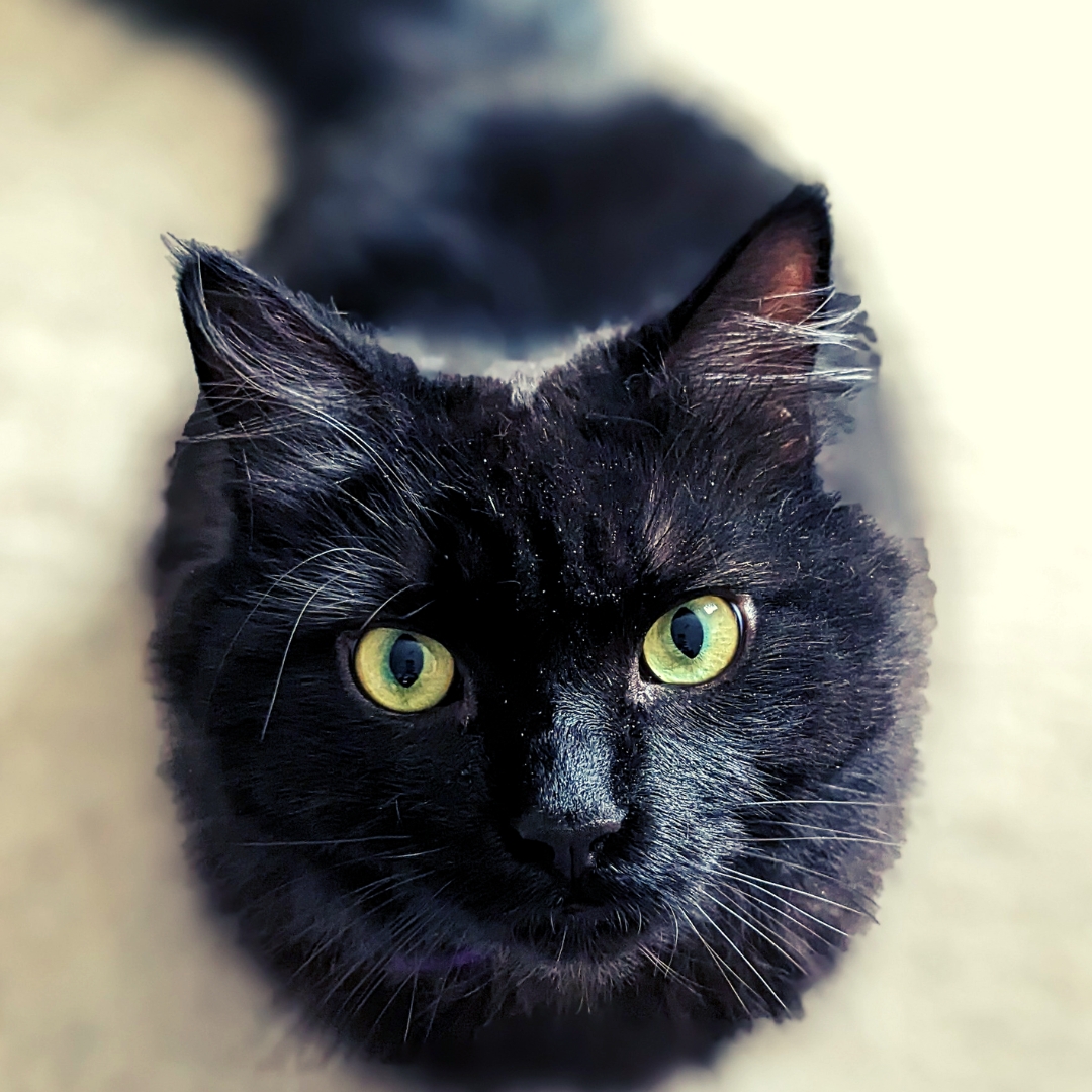 Flo the cat