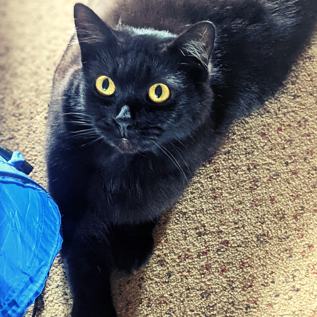 Mur Mur the cat